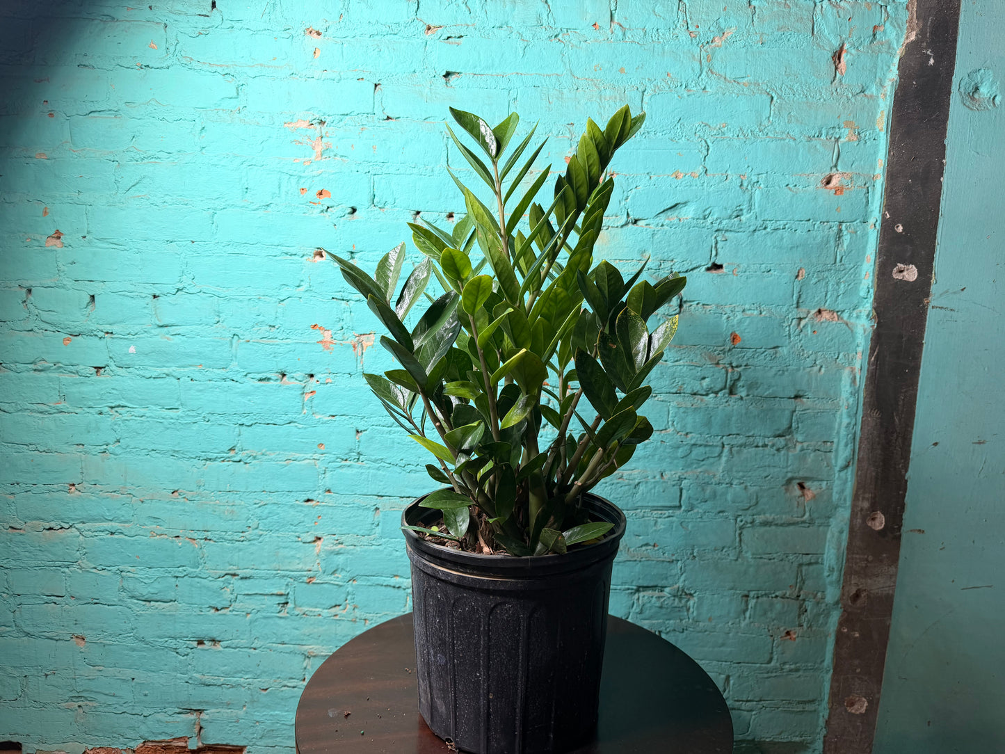 ZZ plant 10”