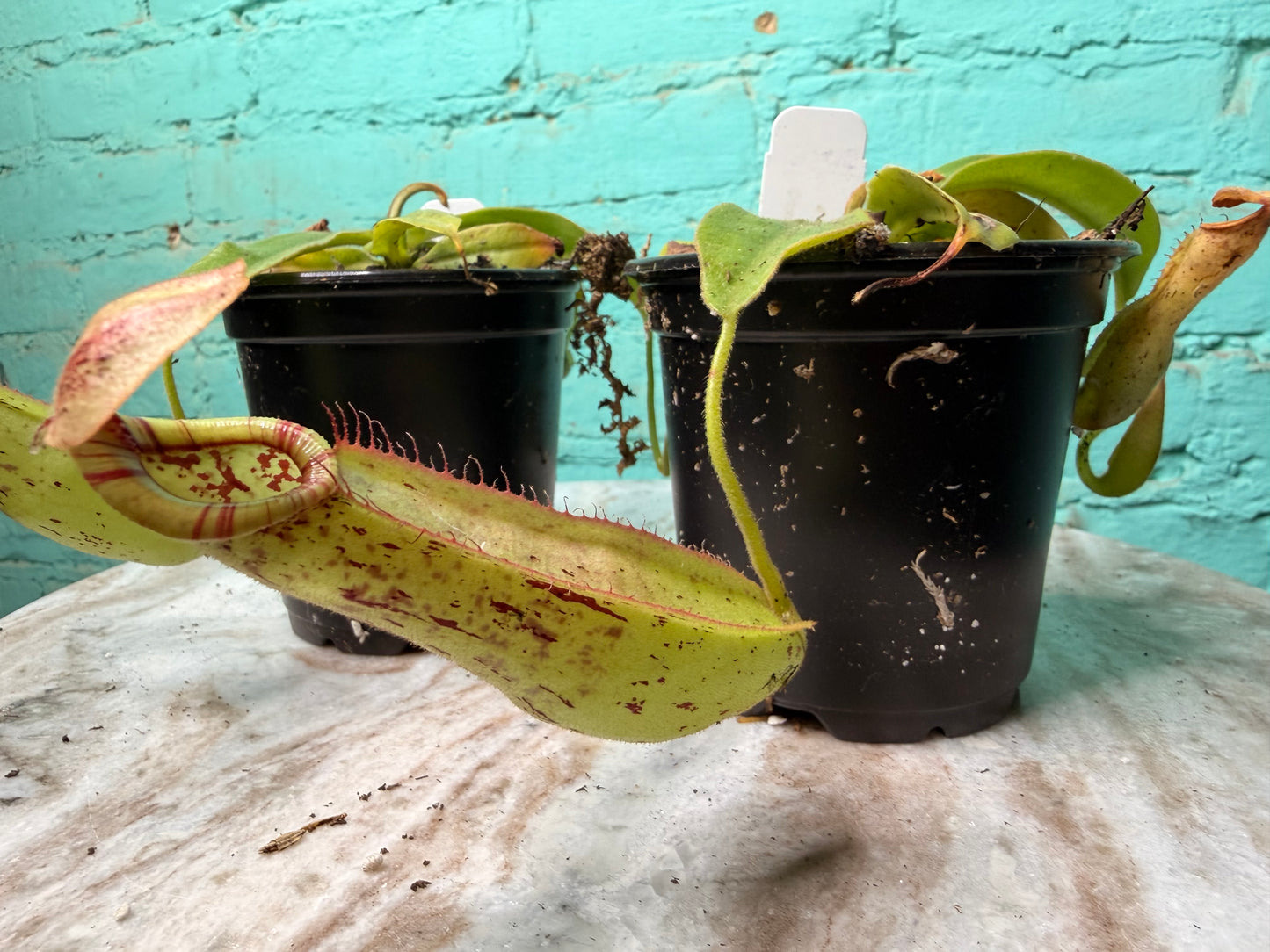 Nepenthes Pitcher Plant “Dyeriana” 4”