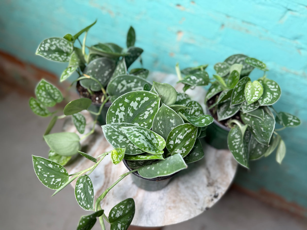 Scindapsus-Silvery Ann 4”