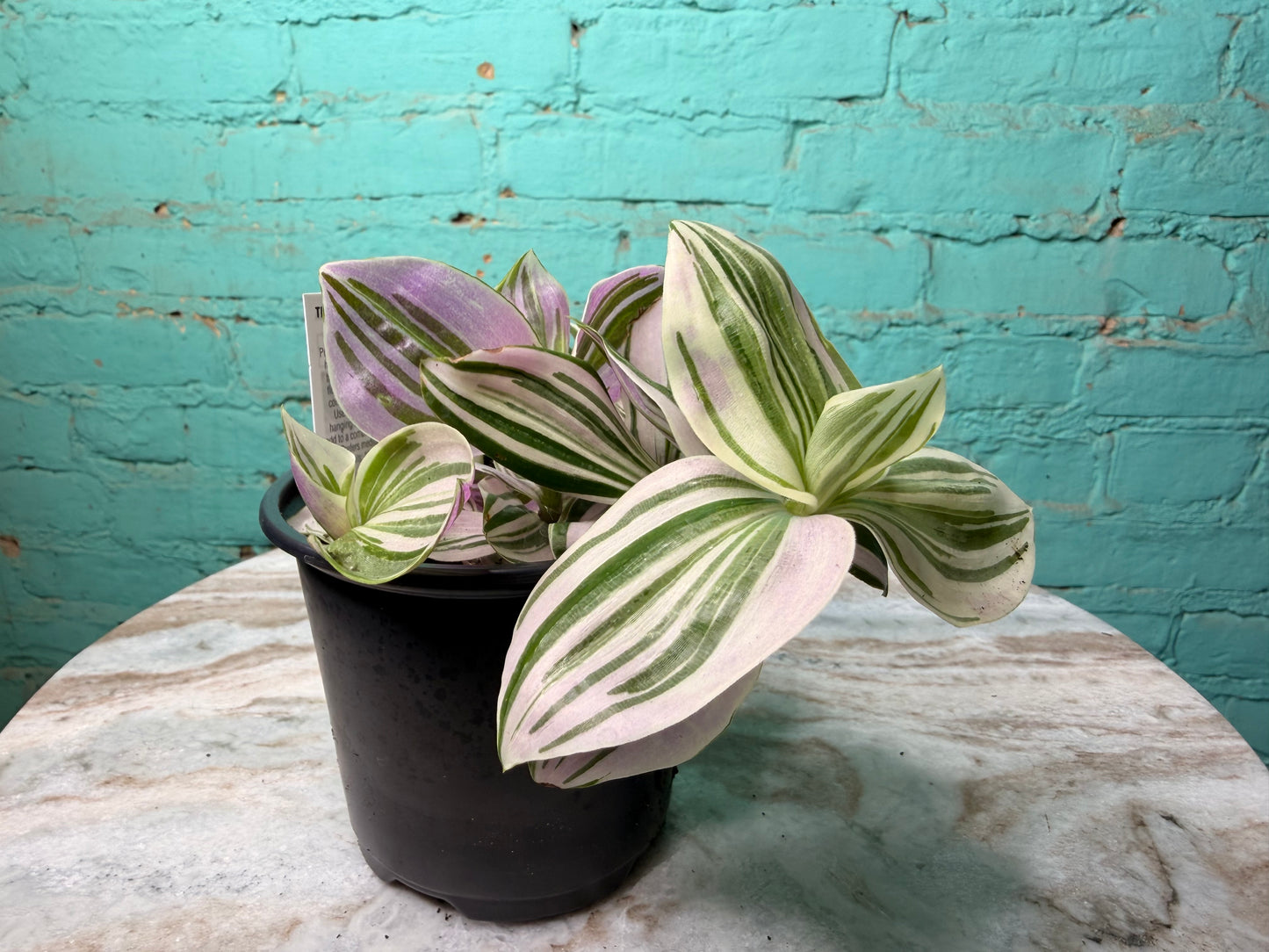 Tradescantia Pink Lilac 4”