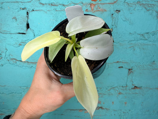 Philodendron Florida Ghost 4”