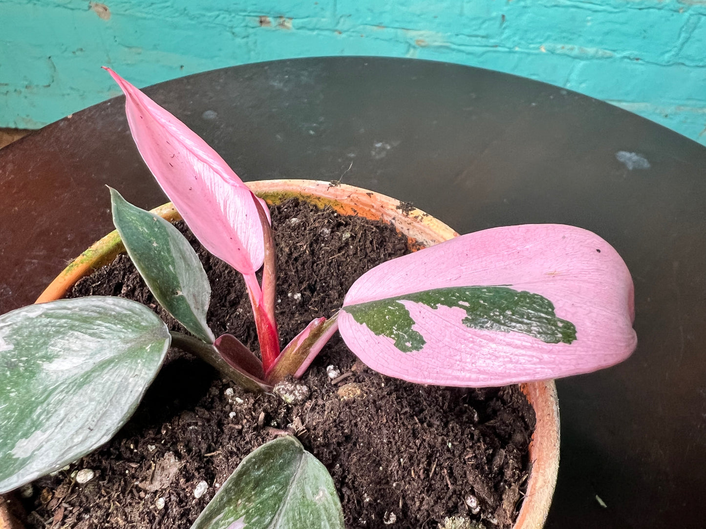 Philodendron Pink Marble Princess 4” (Clay)
