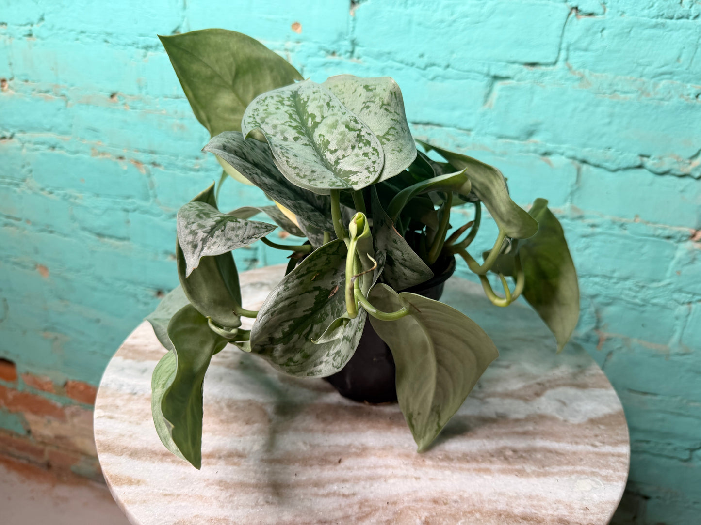 Scindapsus Pictus (Satin Pothos) 4”