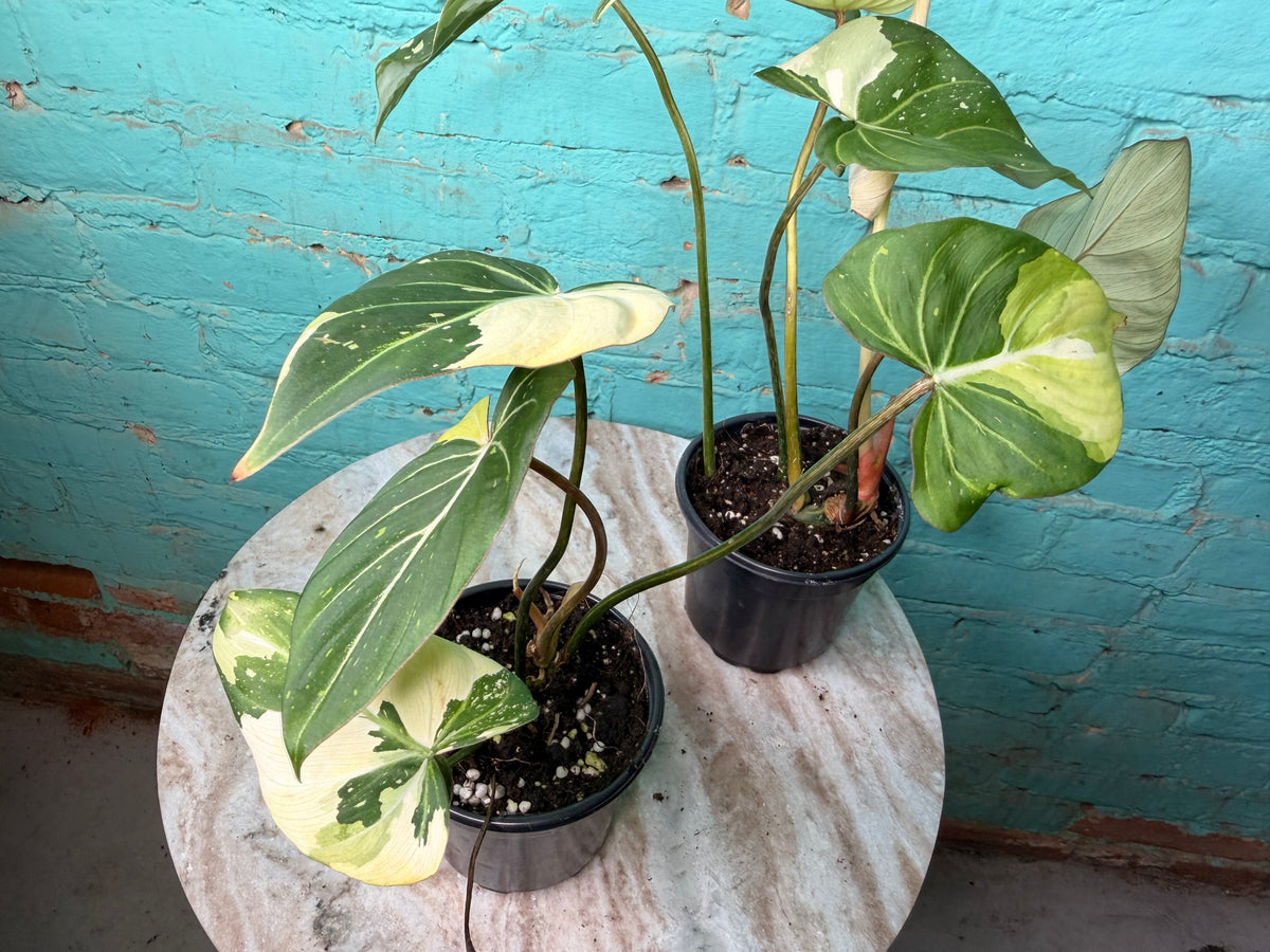 Philodendron Gloriosum Variegated Type 2