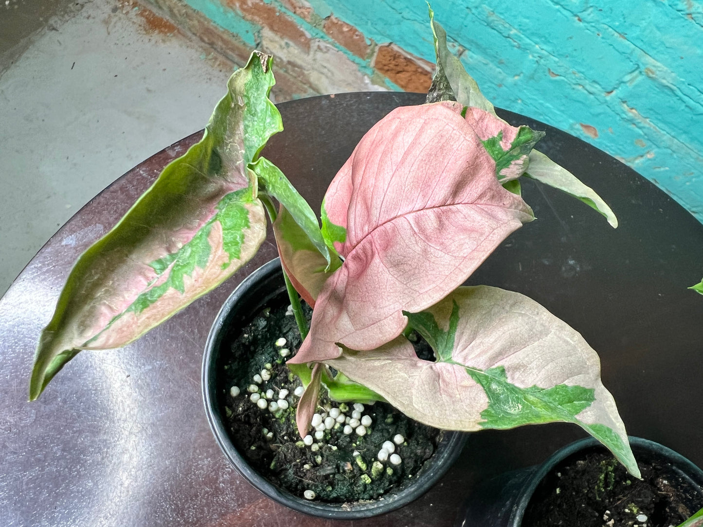 Syngonium Pink Lava 4”