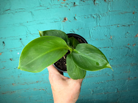 Musa Tropicana  4”