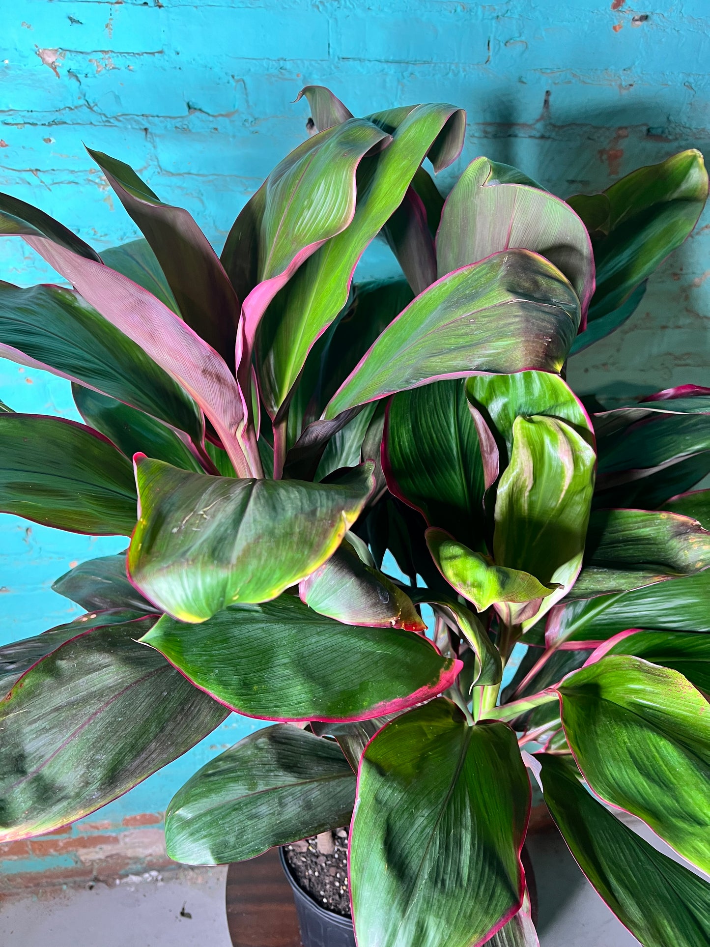 Cordyline Tropical Punch   “Ti Plant”