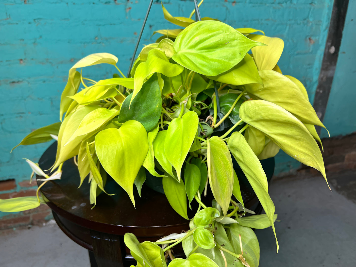 Philodendron Neon Heart Leaf 8” basket