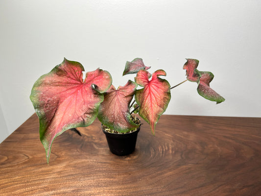 Caladium Fairytale Princess