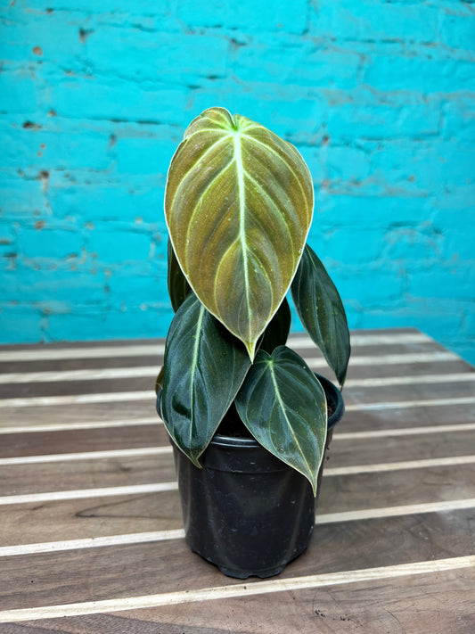 Philodendron Melanochrysum 4”