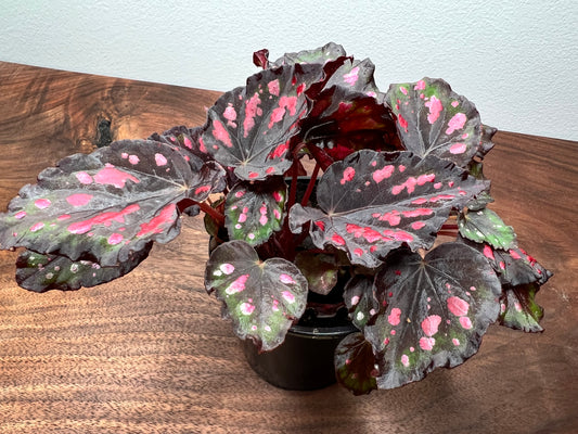 Begonia 'Helen Teupel'