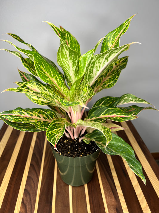 Aglaonema Pink 6”