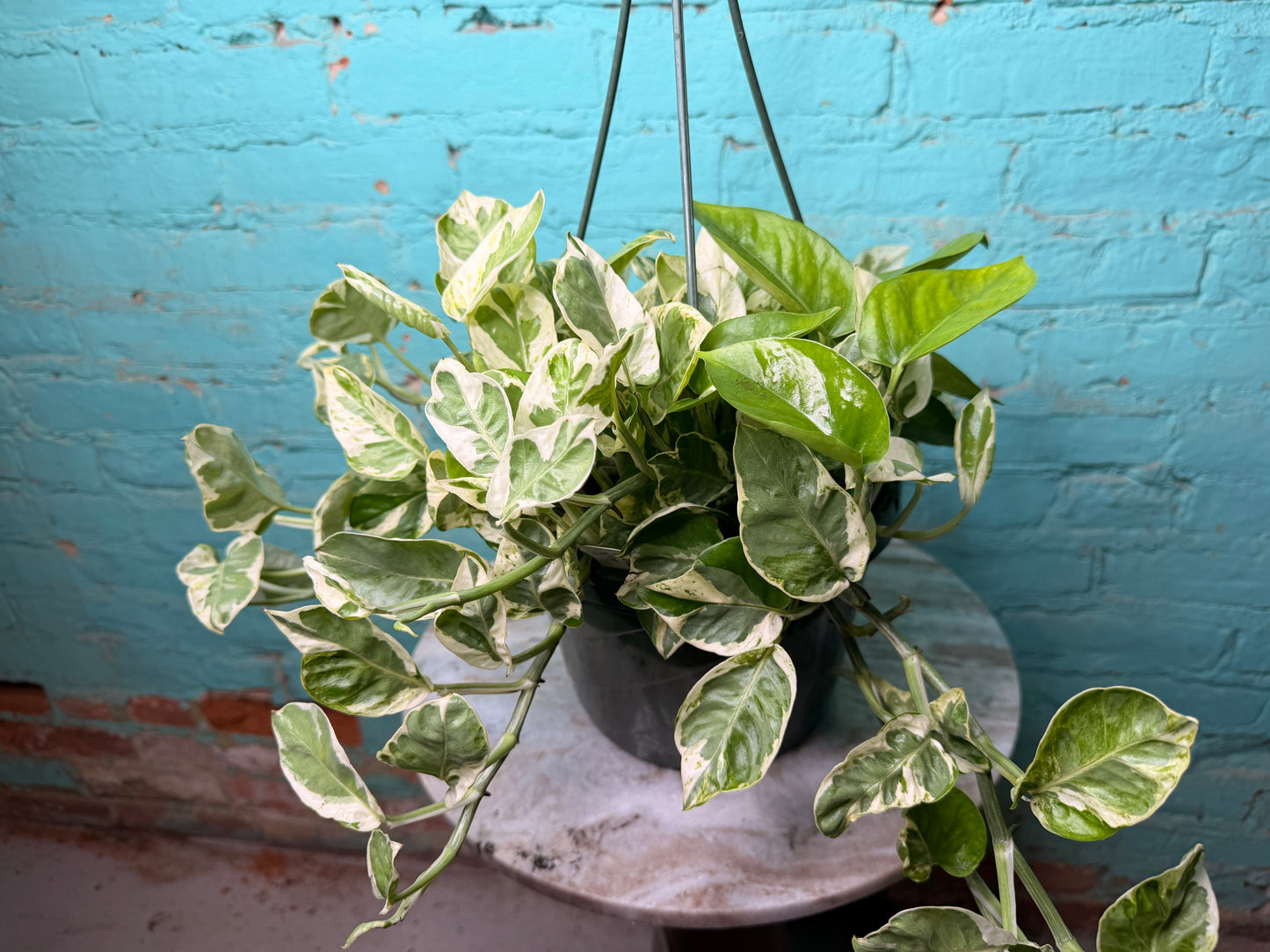 Pothos Pearls & Jade 8” basket
