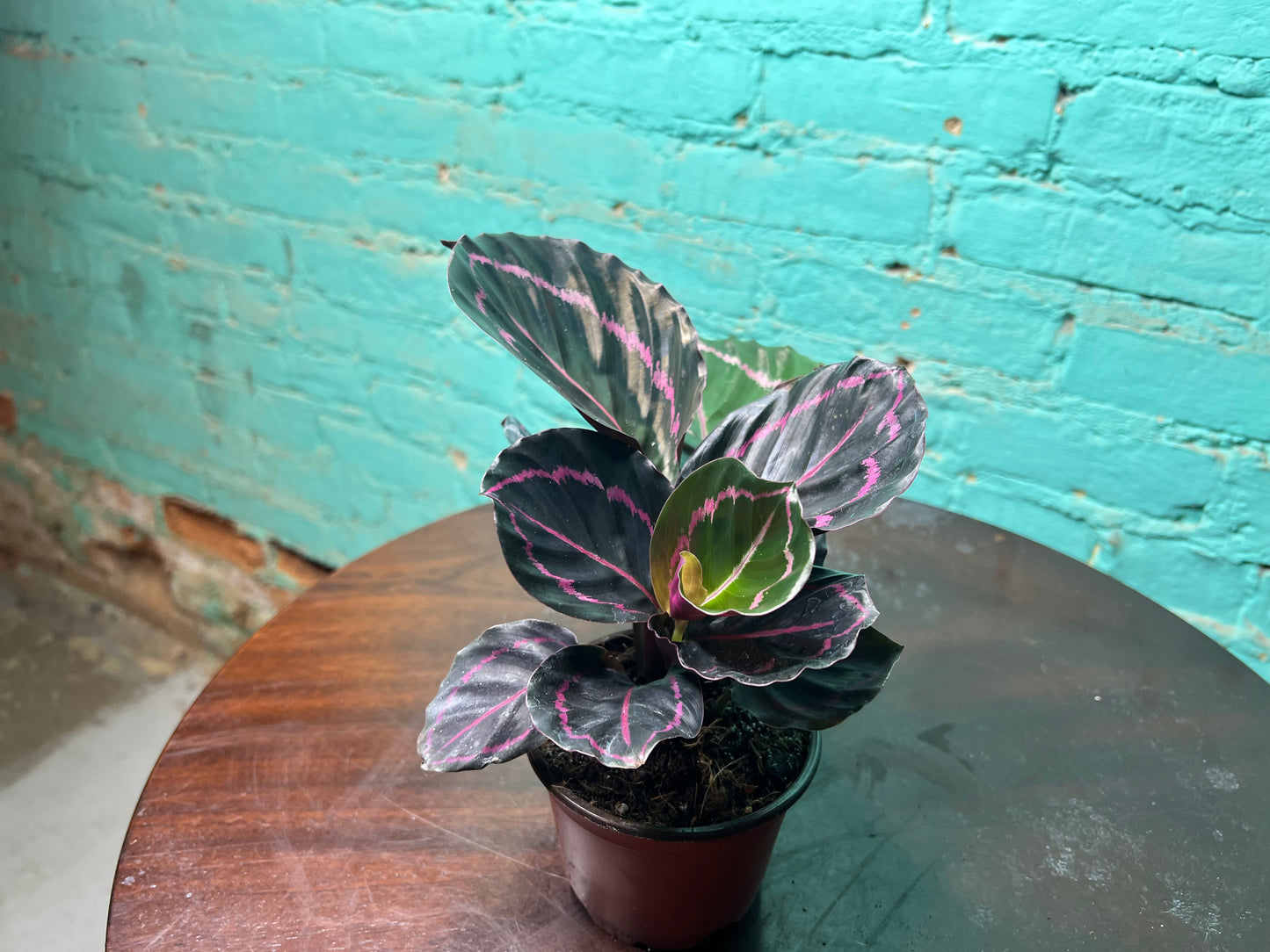Calathea Dottie  4”