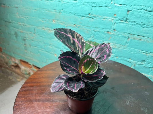 Calathea Dottie  4”