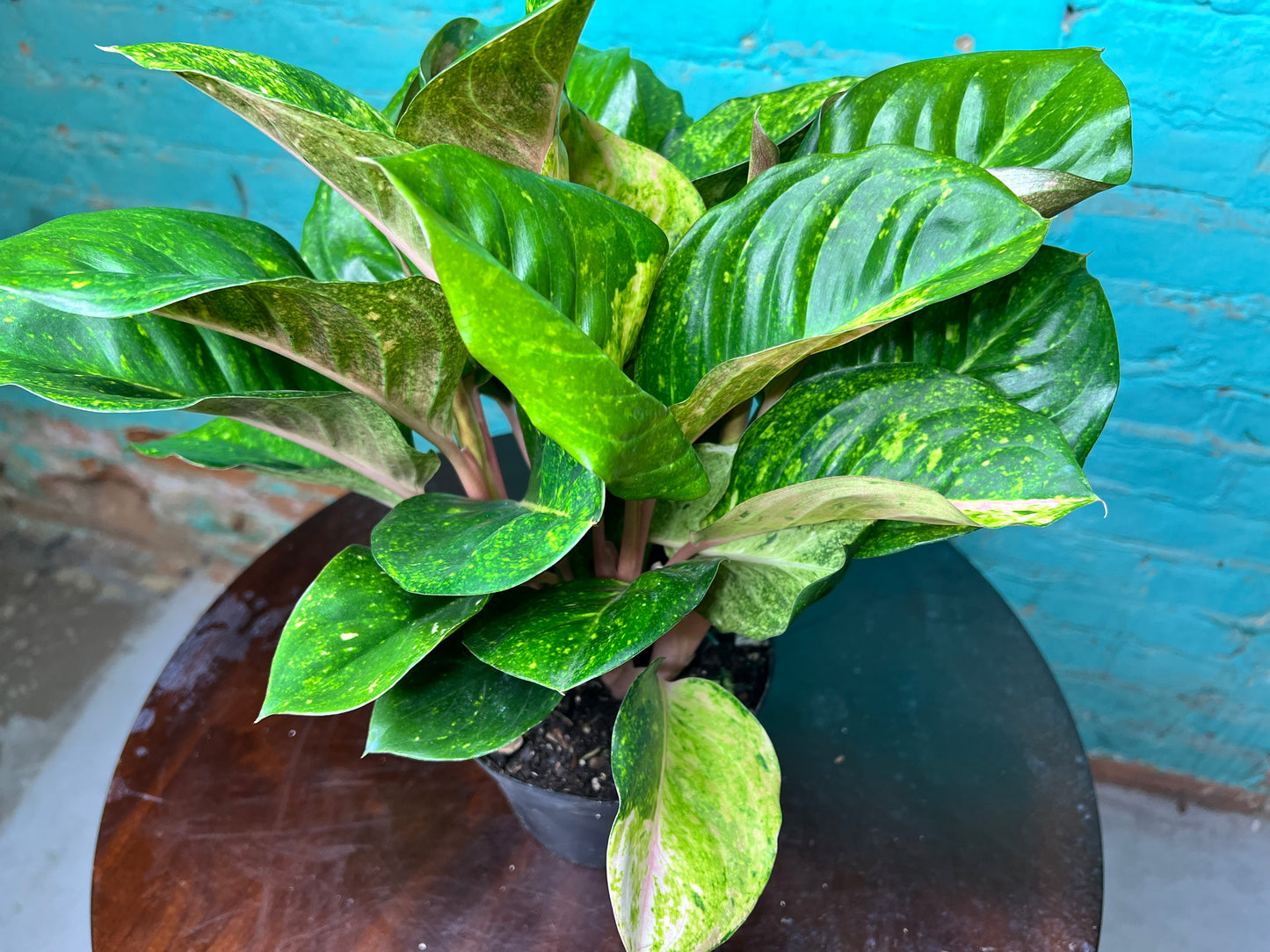 Aglaonema Lotus Delight 6”
