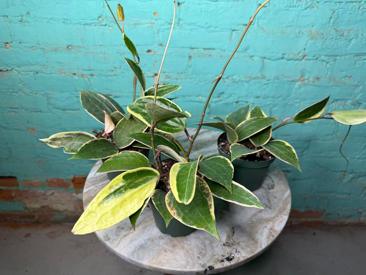 Hoya Macrophylla Variegata 4”