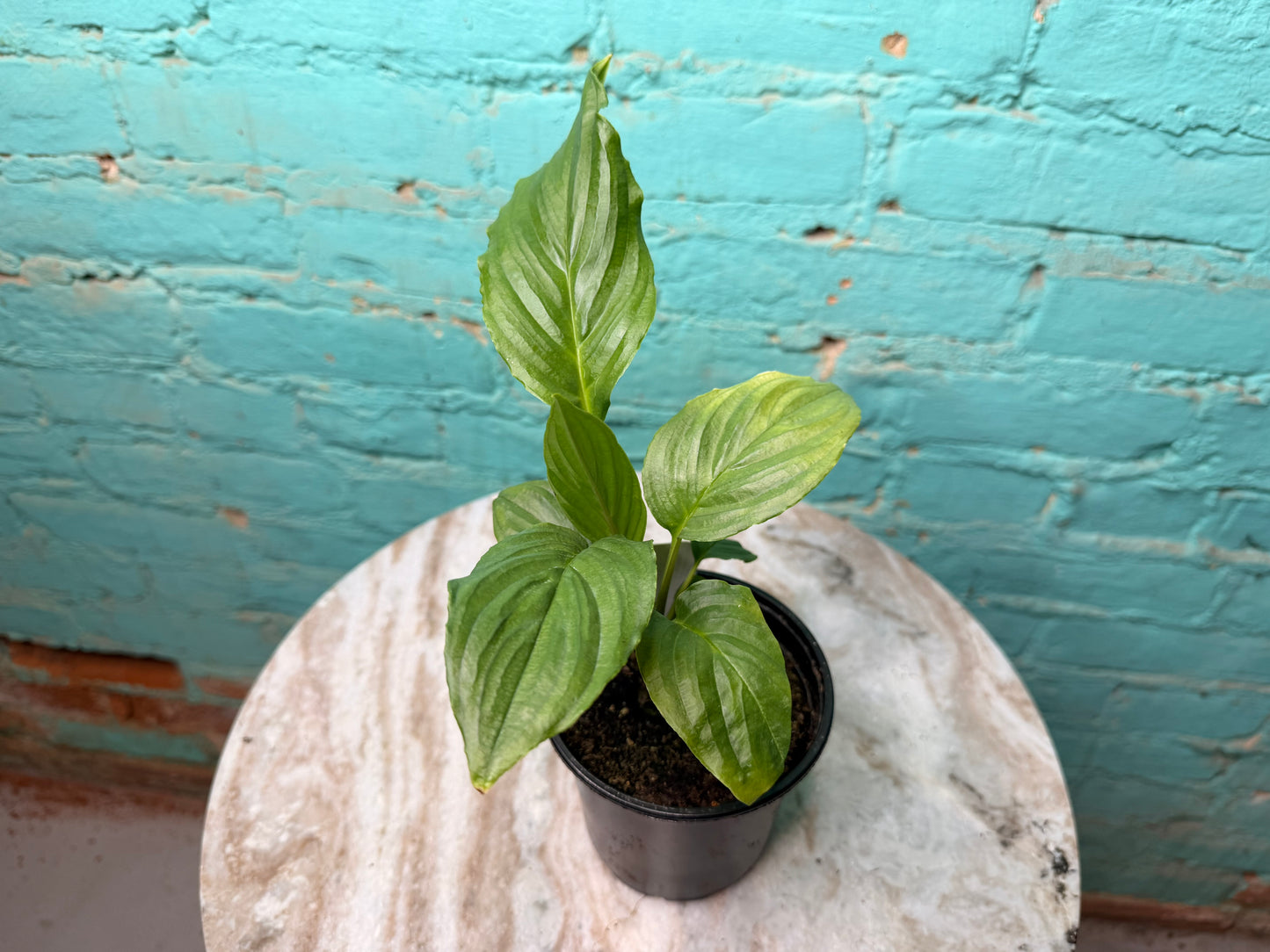 Monstera White Monster 4”