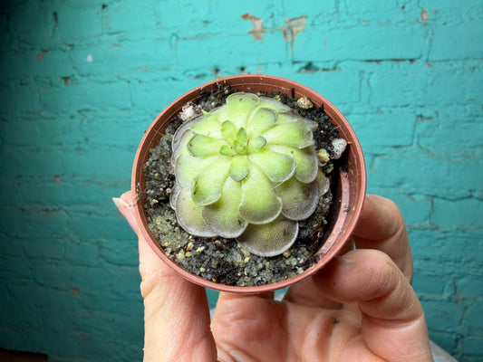Pinguicula cyclosecta
