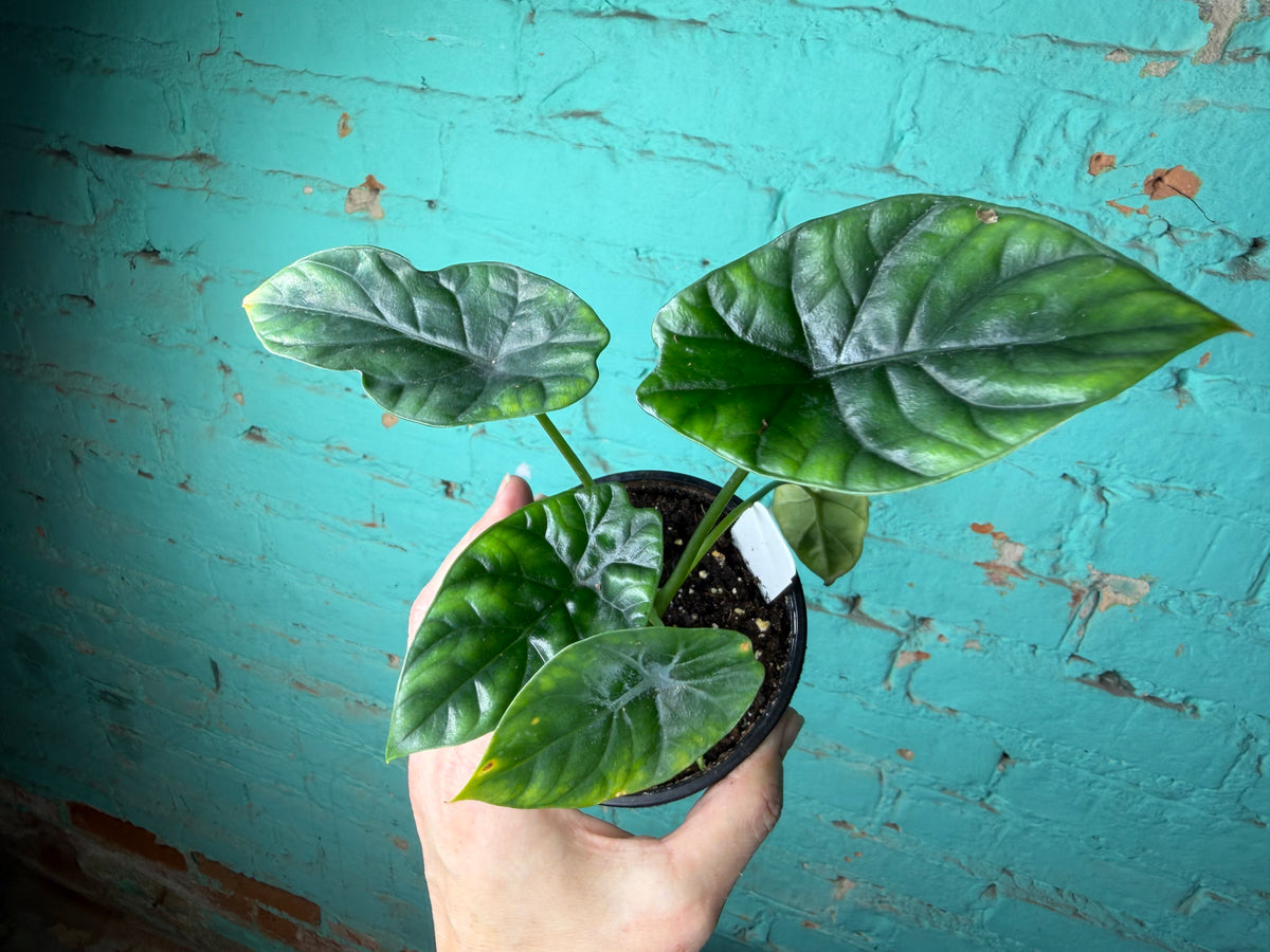Alocasia Quilted Dreams 4”