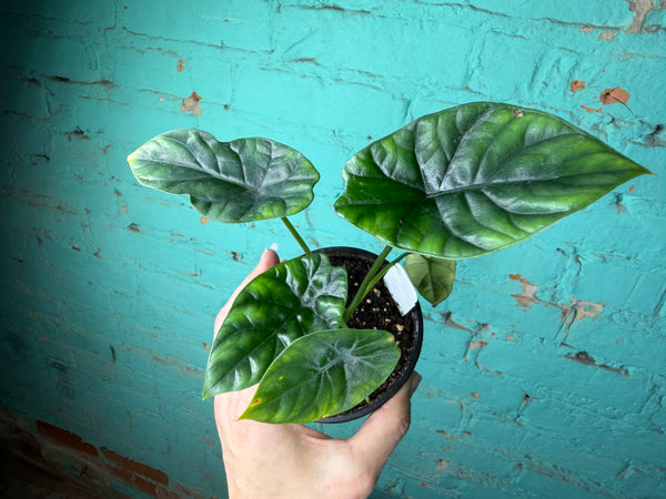 Alocasia Quilted Dreams 4”
