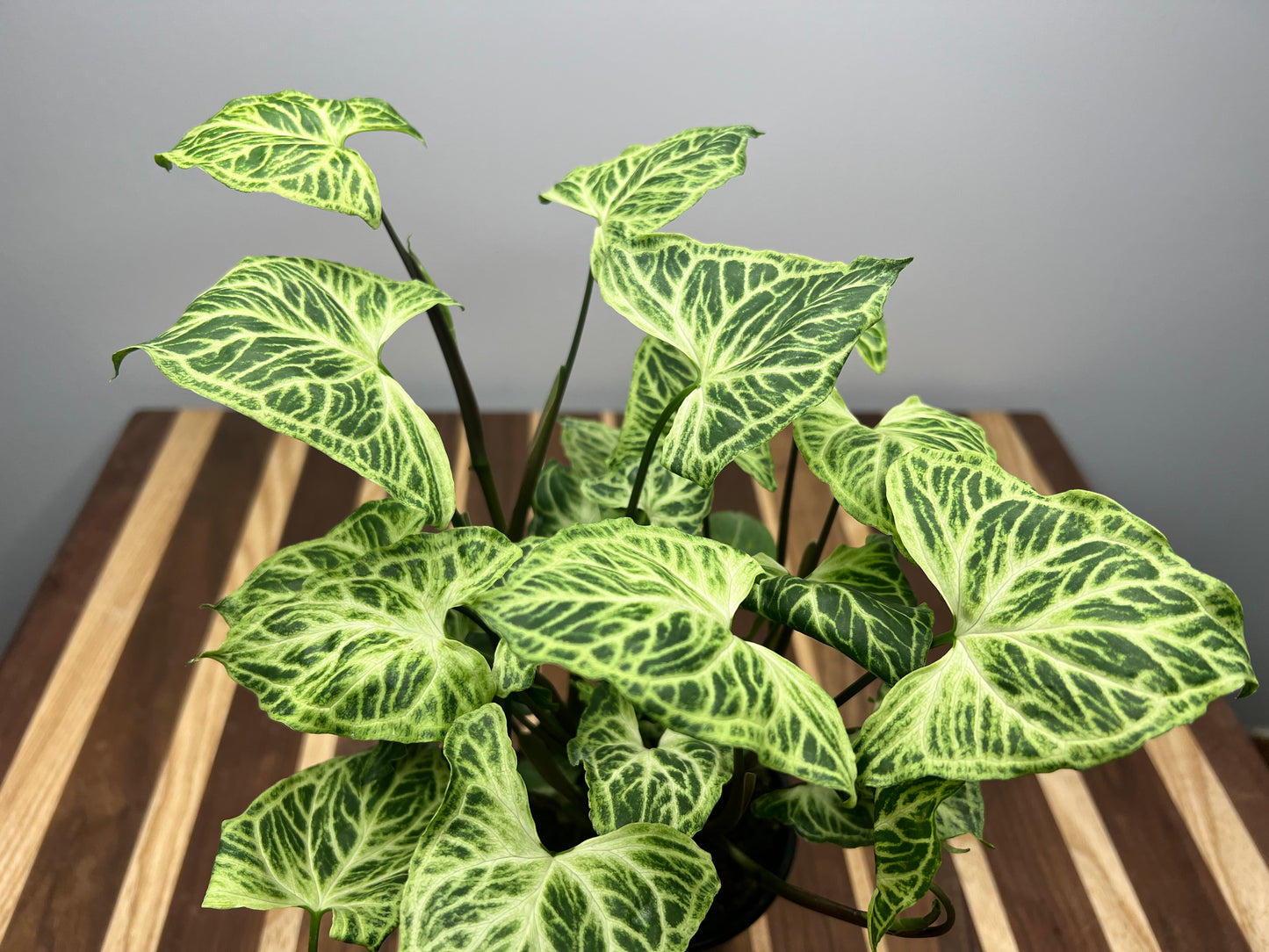 Syngonium batik variegated