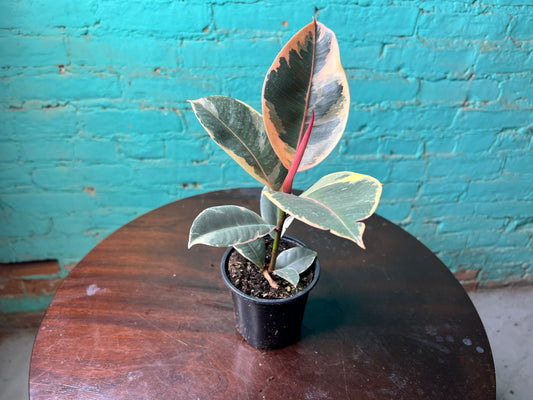 Rubber Tree-Tineke 4”