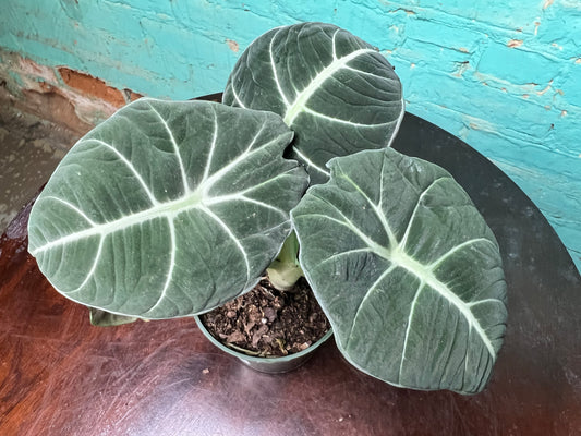 Alocasia-Black Velvet 4”