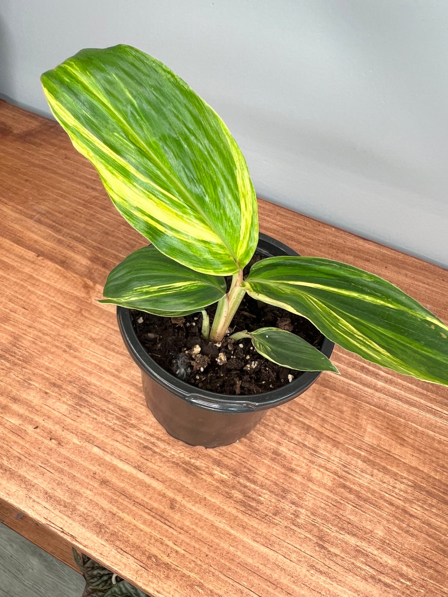 Ginger plant variegated