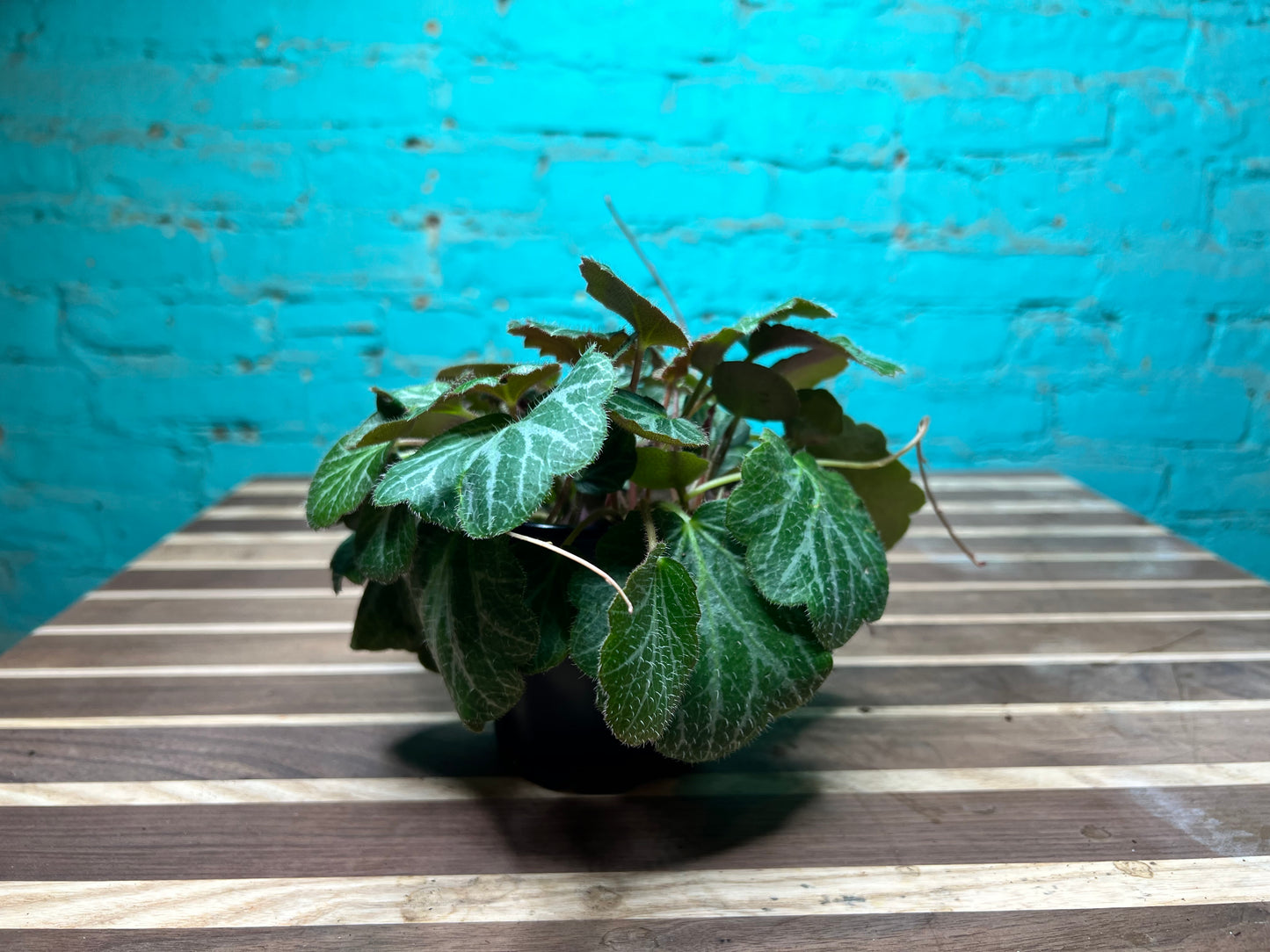 Begonia Strawberry 4”