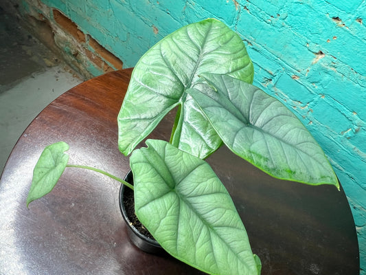 Alocasia Bisma 4”
