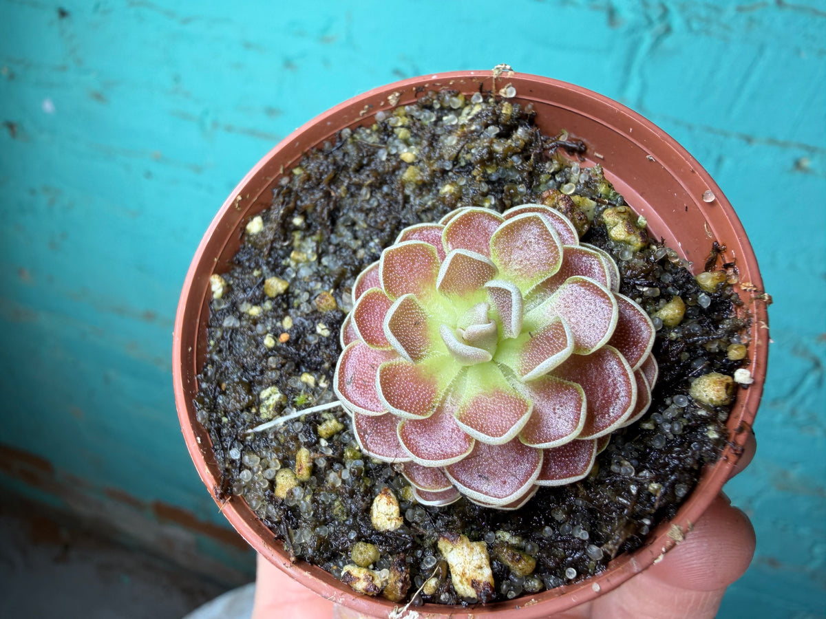 Pinguicula 6 Pack