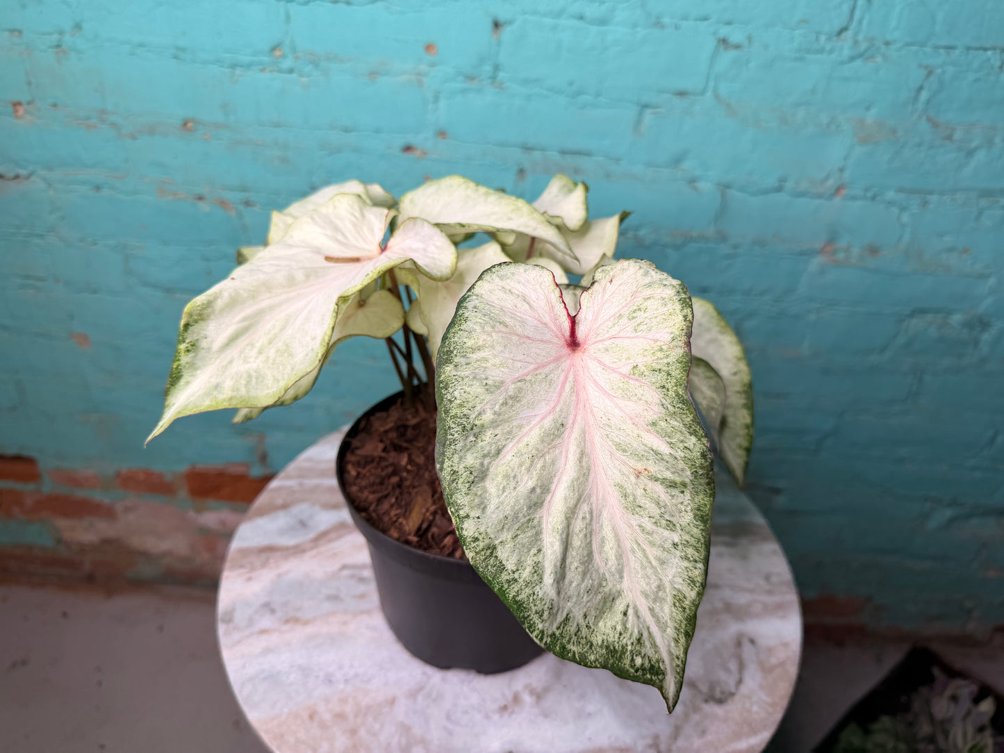 Caladium 6” ‘Ivory Lighting’