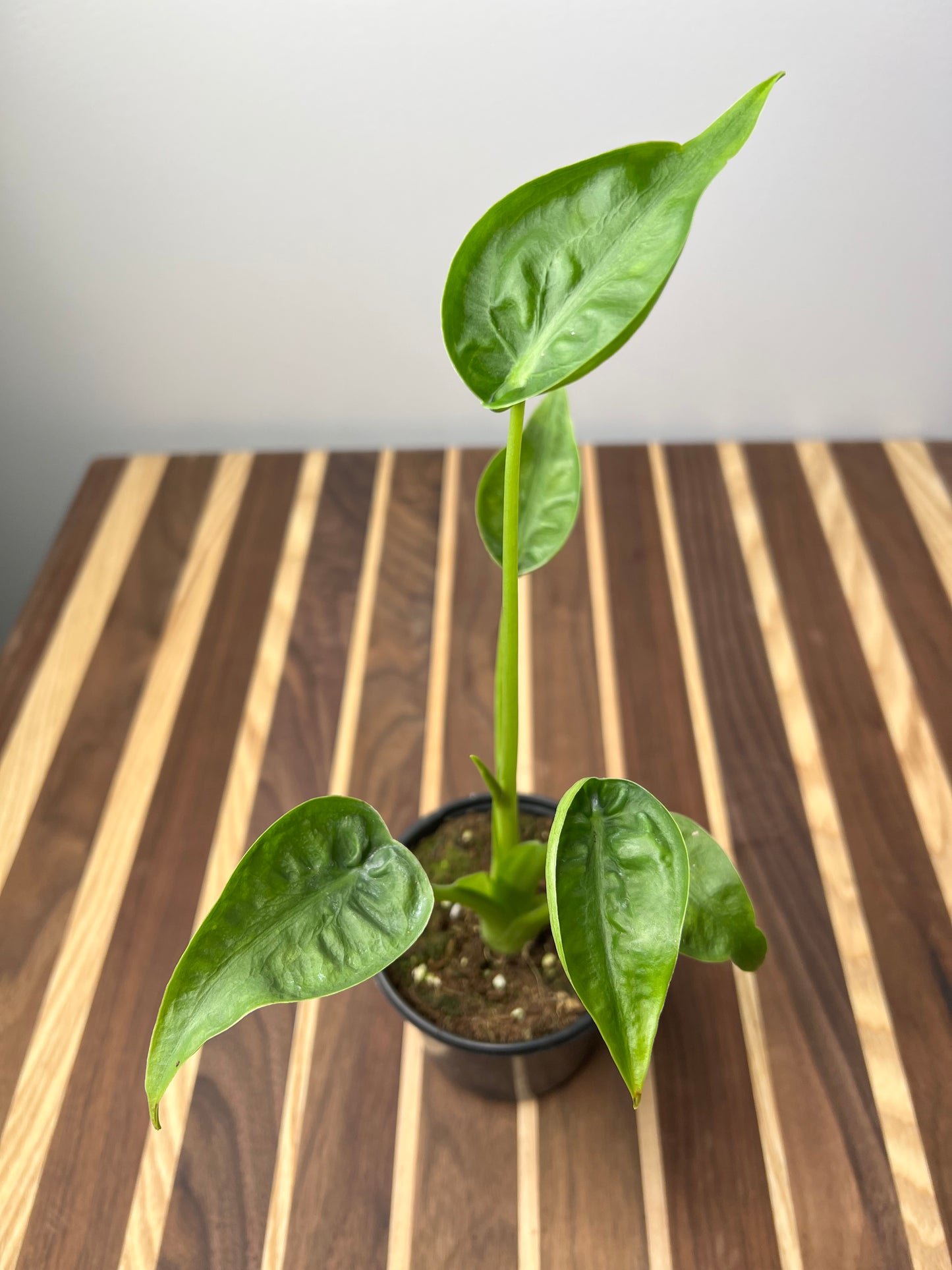 Alocasia Tiny Dancer