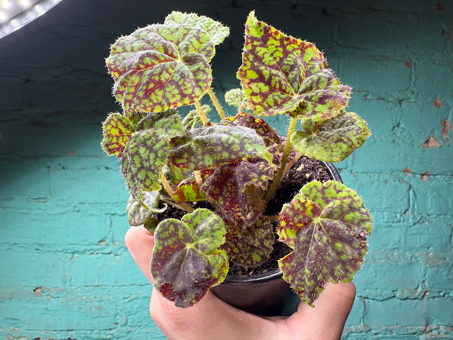 Begonia Rex “Vintage Love” 4”