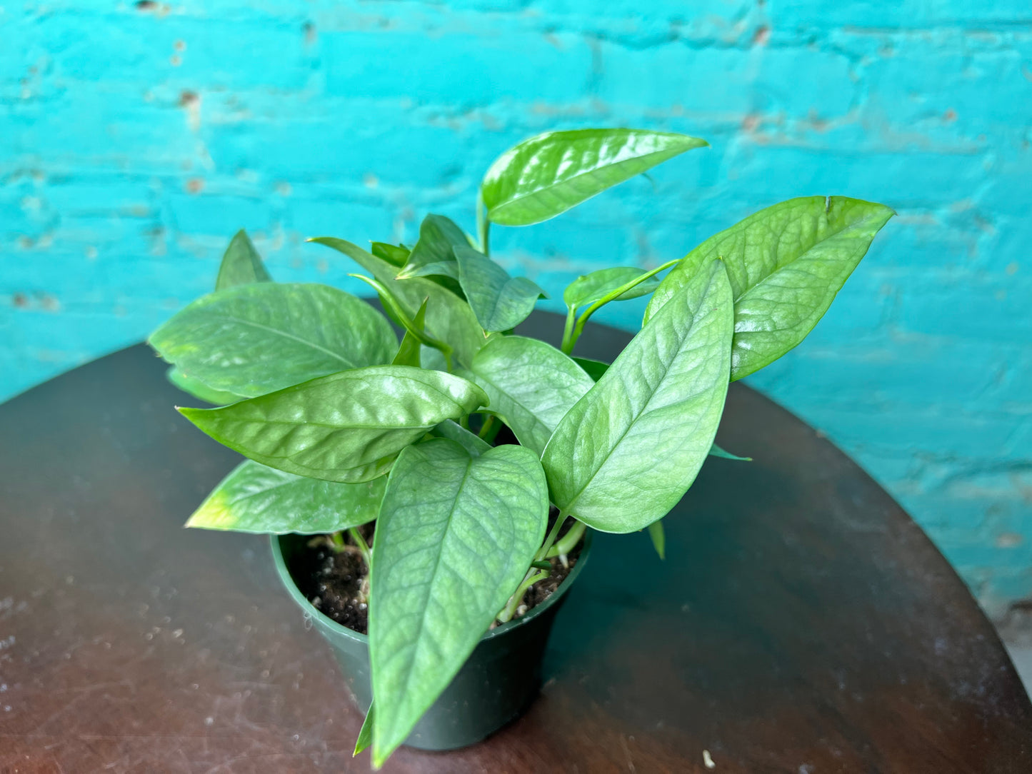 Cebu Blue Pothos 4”