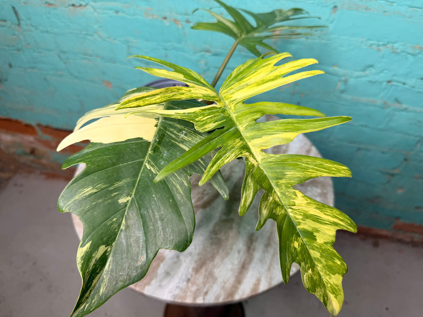 Philodendron Florida Beauty x Tortum  Variegated 4”