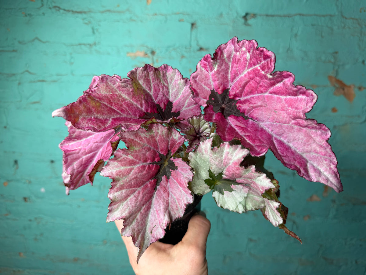 Begonia T-Rex ‘Ruby Slipper’