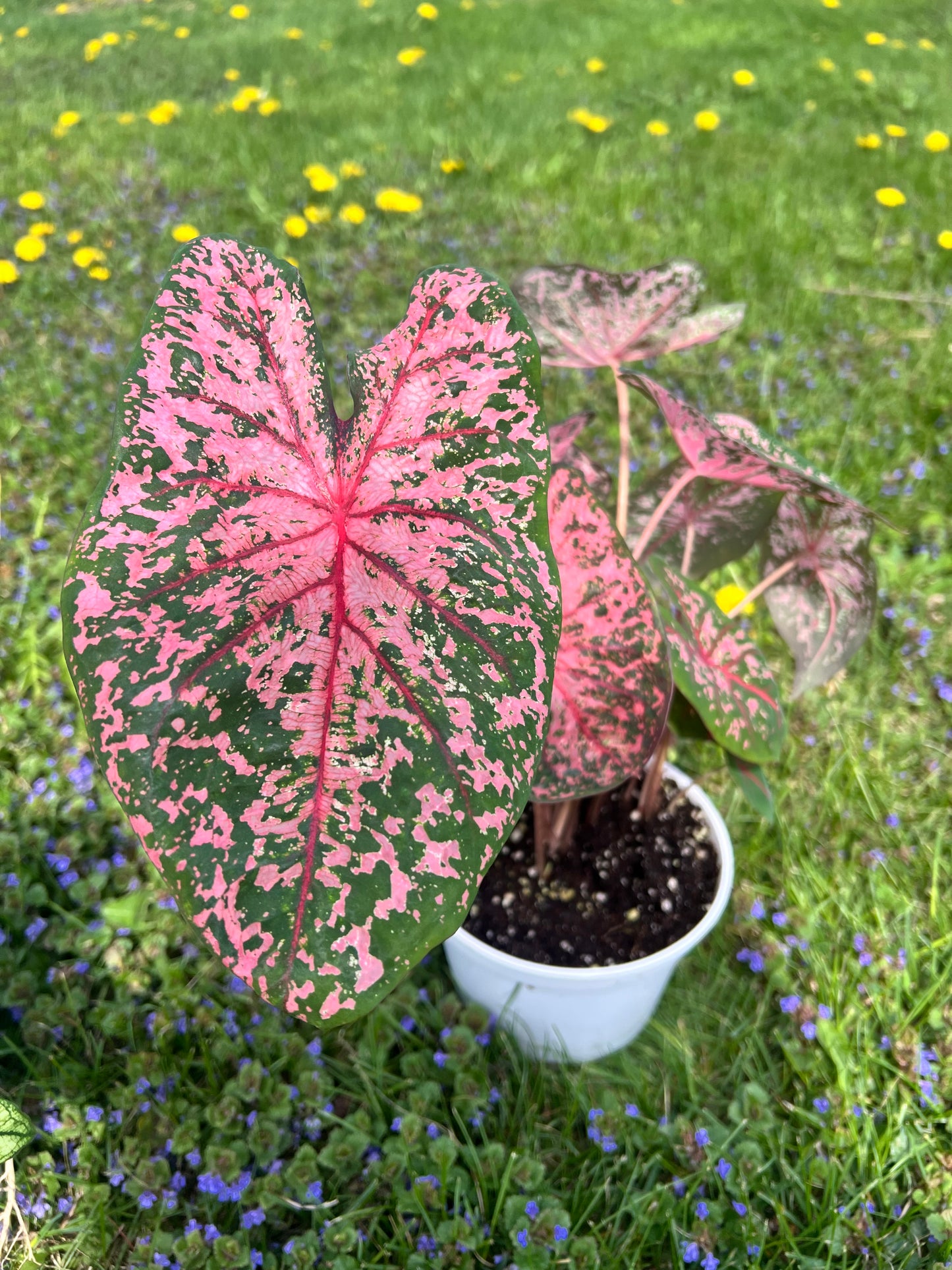 Caladiums 6” (multi bulbs)