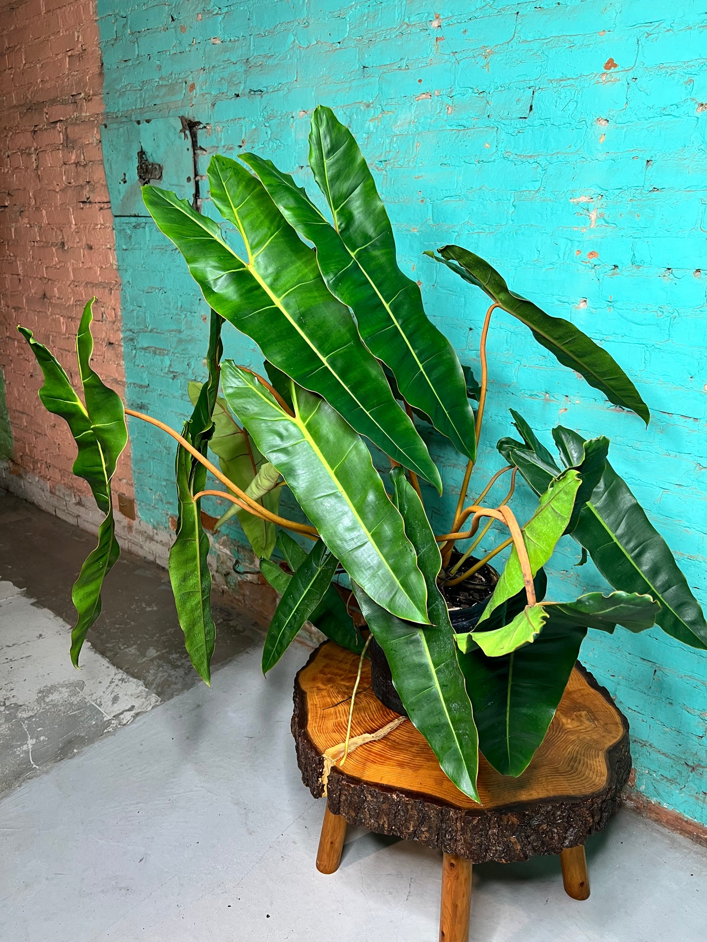 Philodendron Billietiae 10”