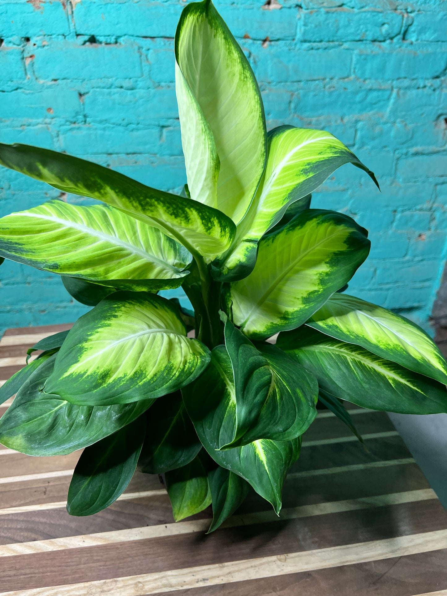 Dieffenbachia 6”