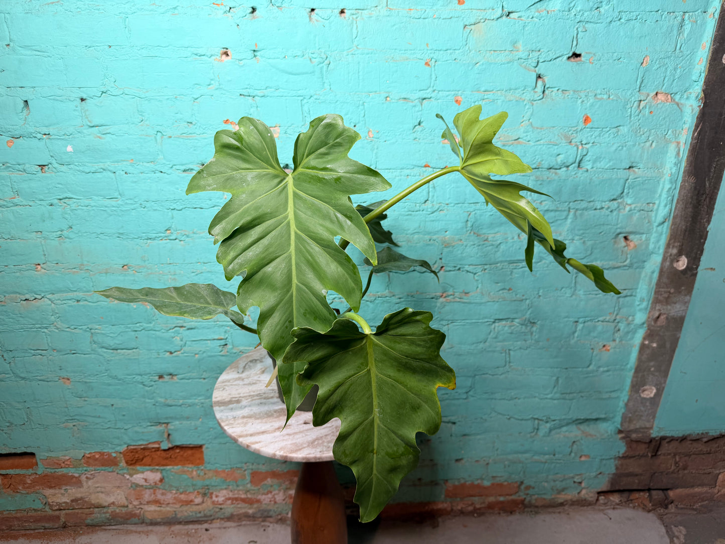 Philodendron Mayoi 6”