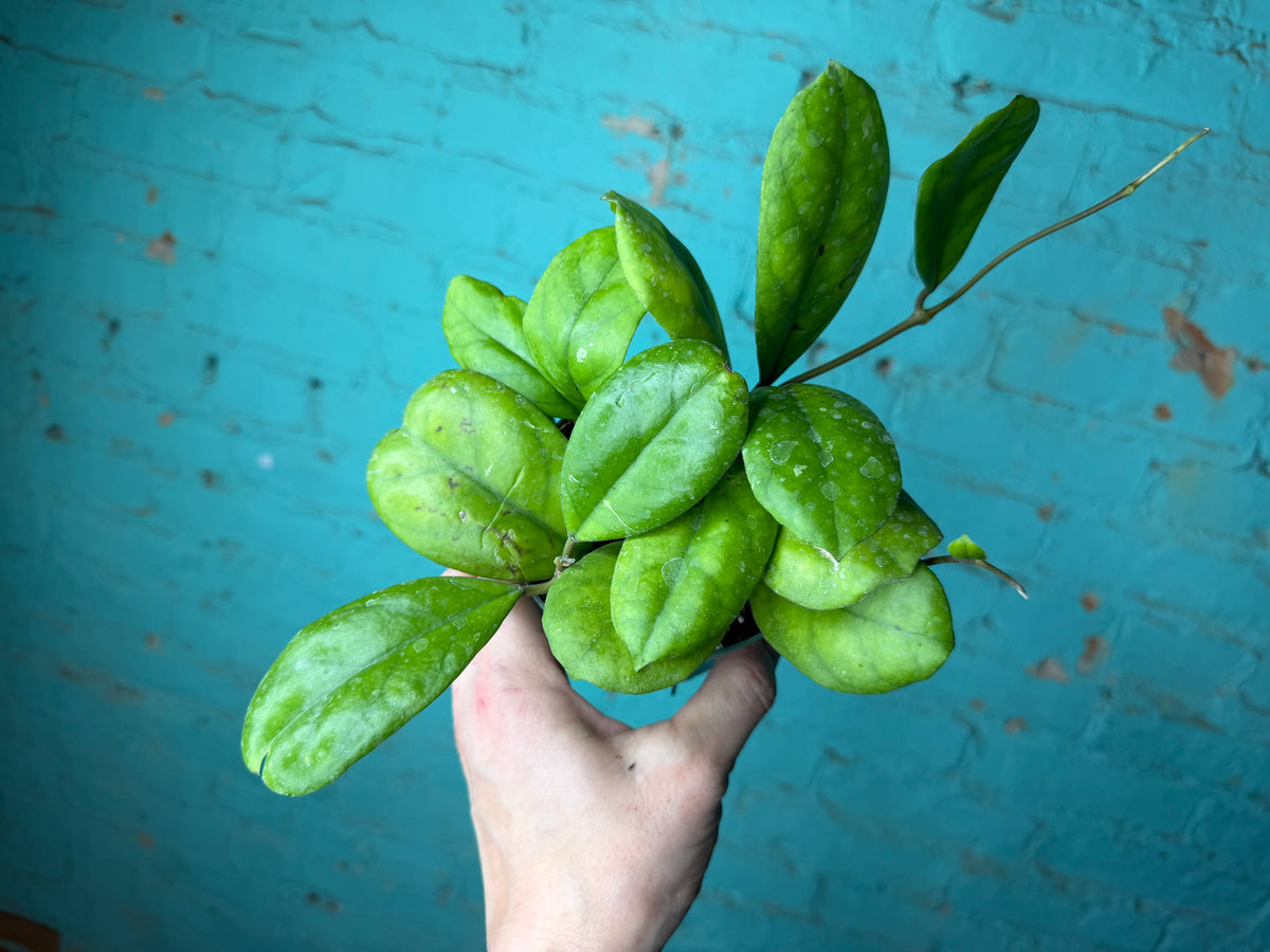 Hoya Endauensis ‘Viola’ 4”