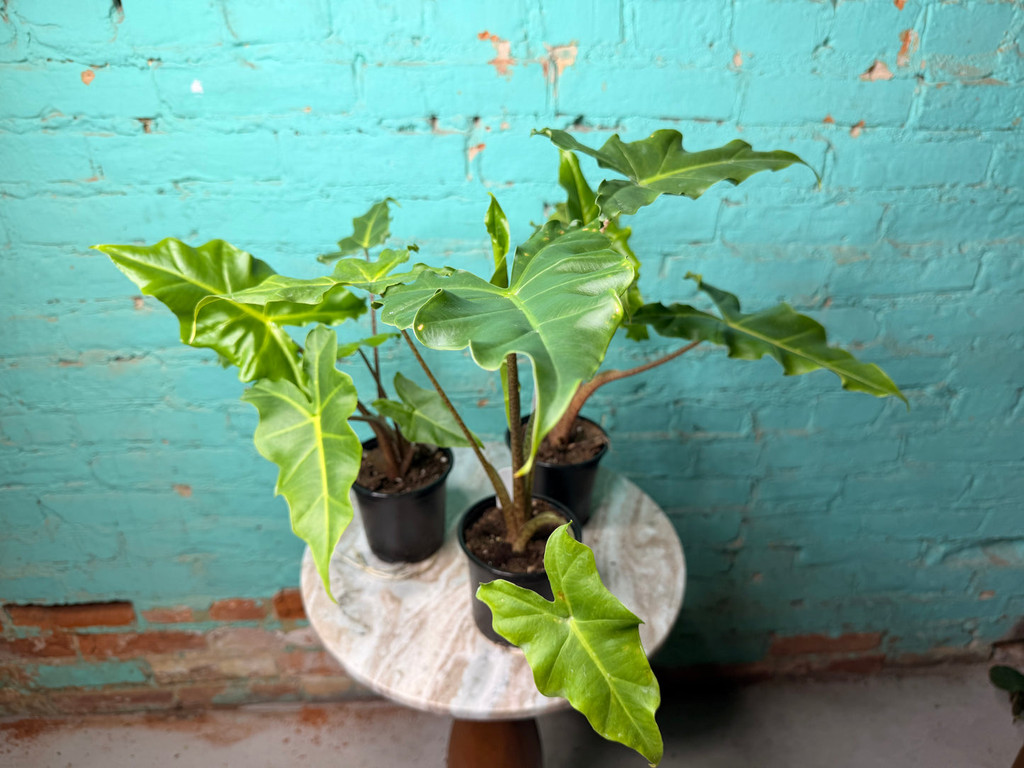 Alocasia Golden Dragon 4”