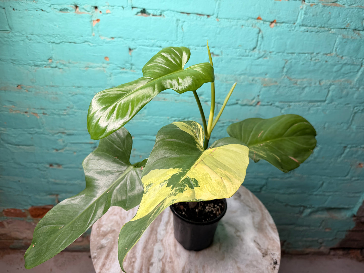 Philodendron Violin Variegated 4”