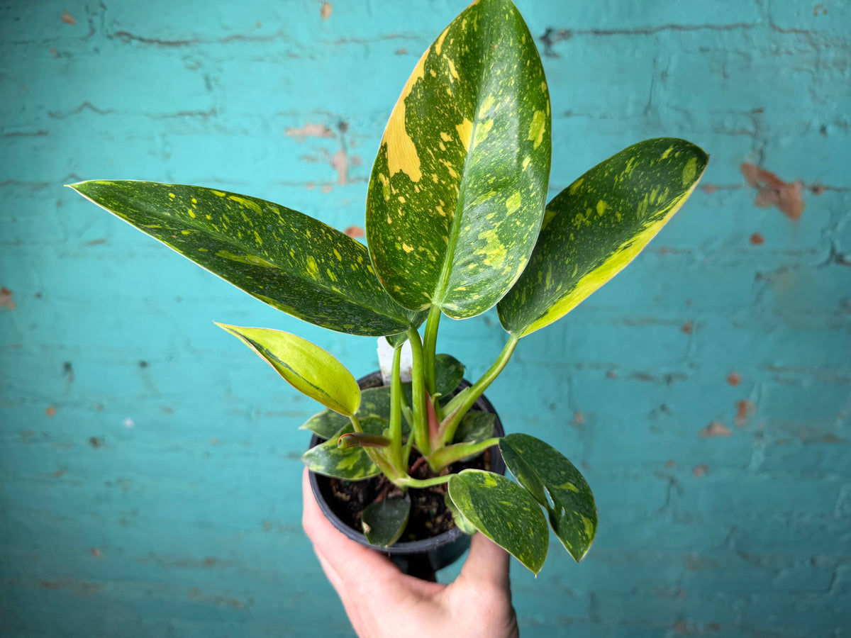 Philodendron Congo Nuclear Variegated 4”