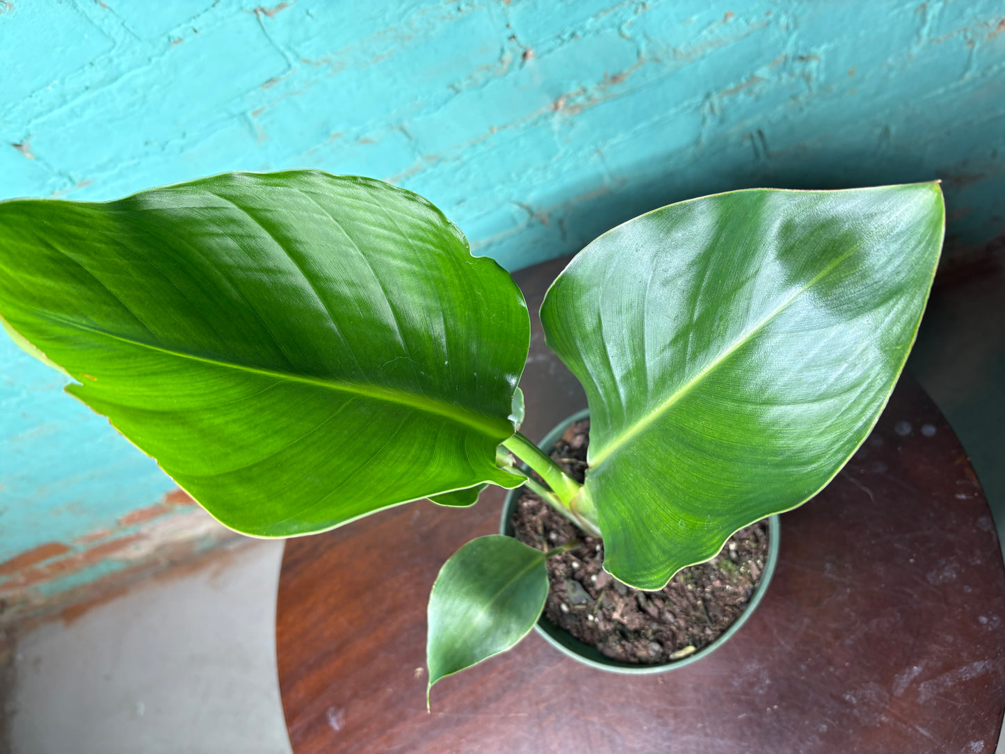 Bird of Paradise White 6”