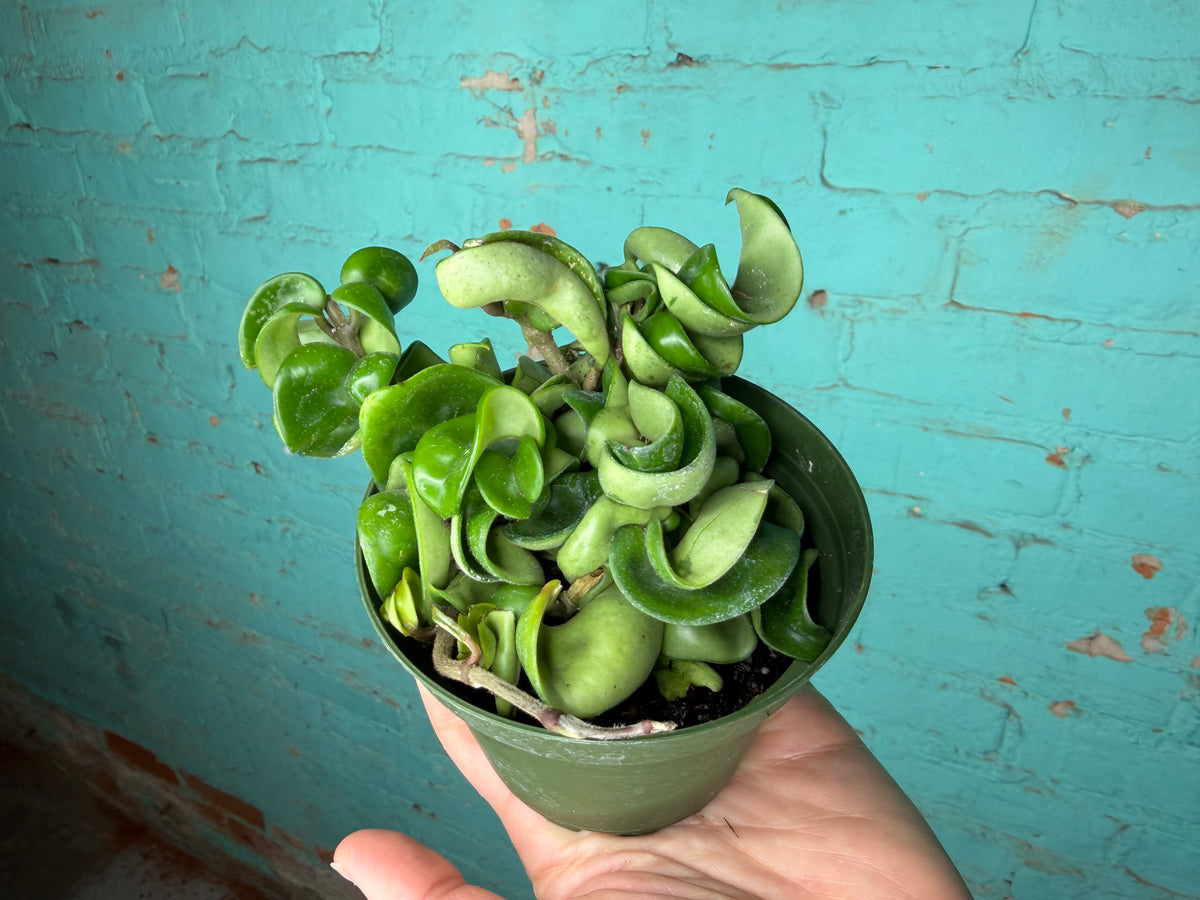 Hoya Compacta ‘Hindu Rope’ 4”