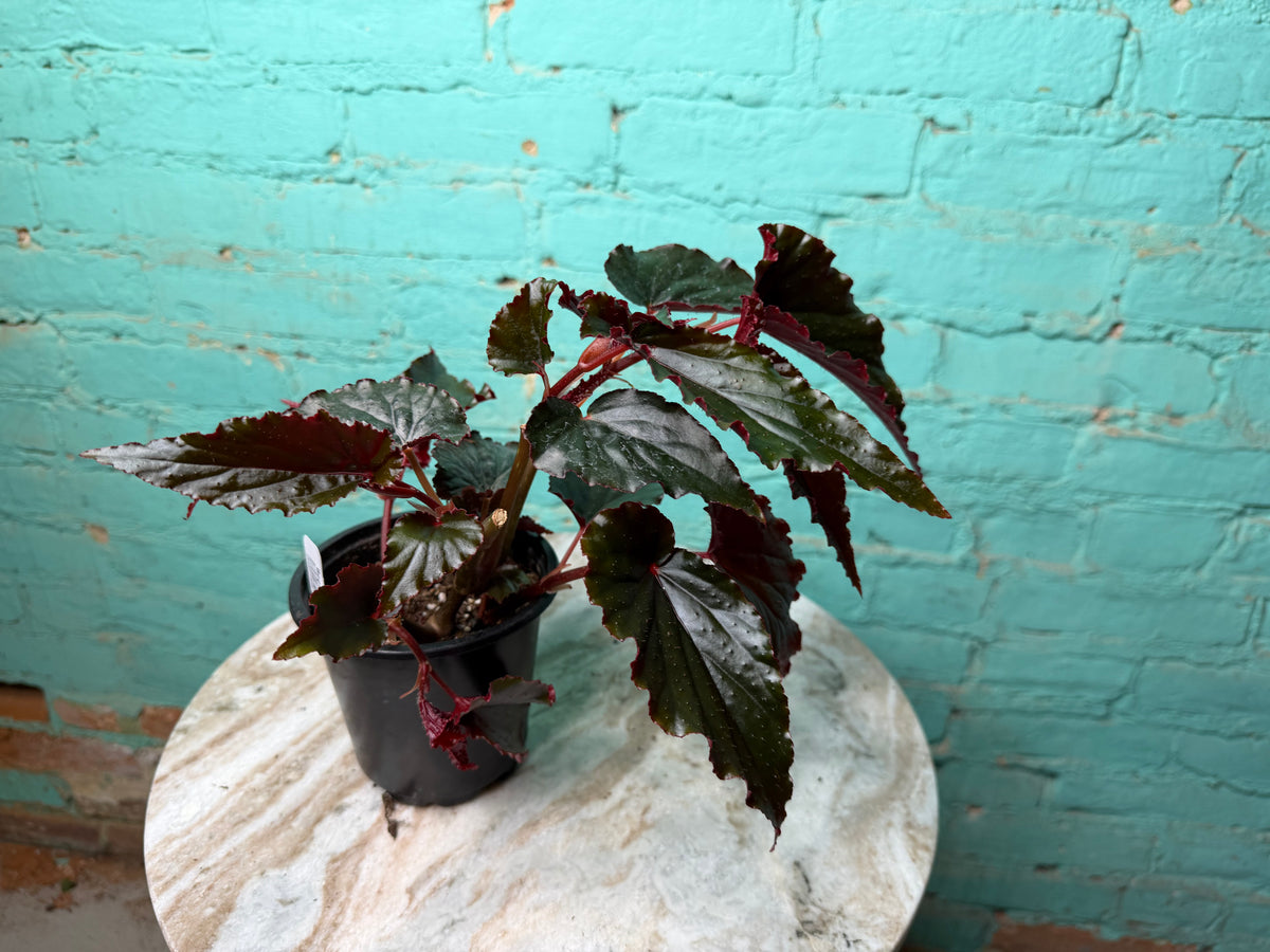 Begonia ‘Black Magic’ 4”