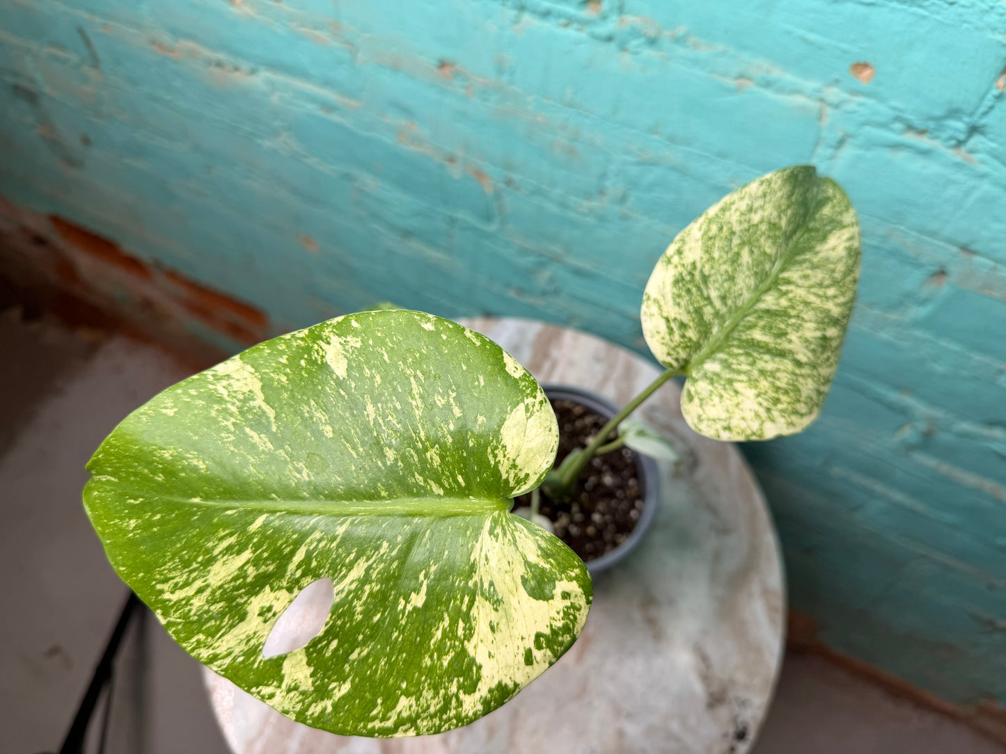 Monstera White Monster 4”